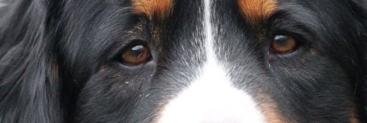 Trudino's profile banner image
