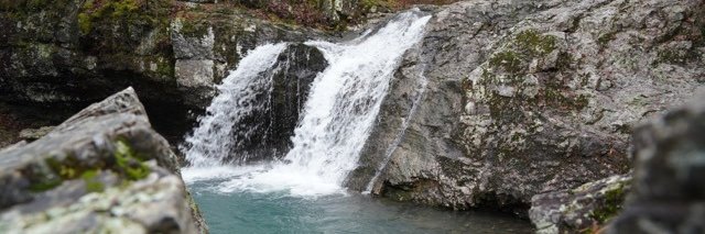 Sylvia C. Brown banner