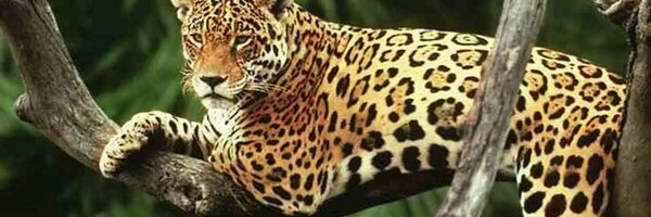 fo5tered Profile Banner