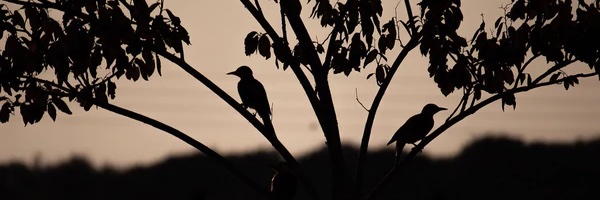 AngelaBlue's profile banner image