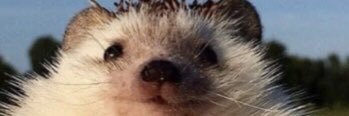 EChotkan's profile banner image
