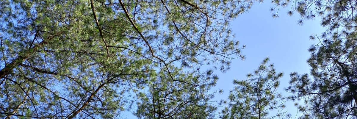 Matchahari19's profile banner image