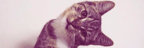 _trpeska's profile banner image