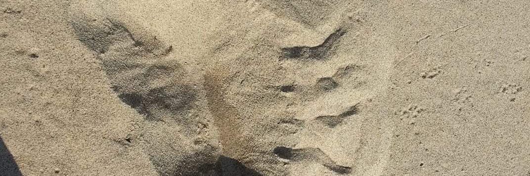 LGP🦚☮️ banner