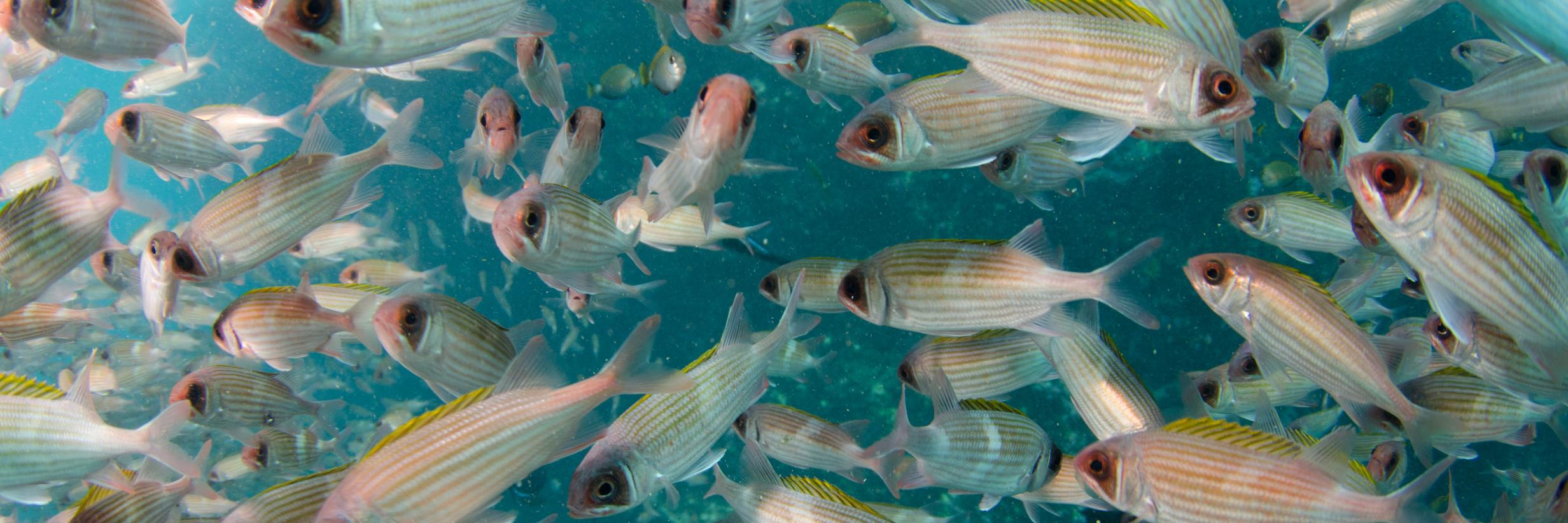 Emma Nolan, PhD banner