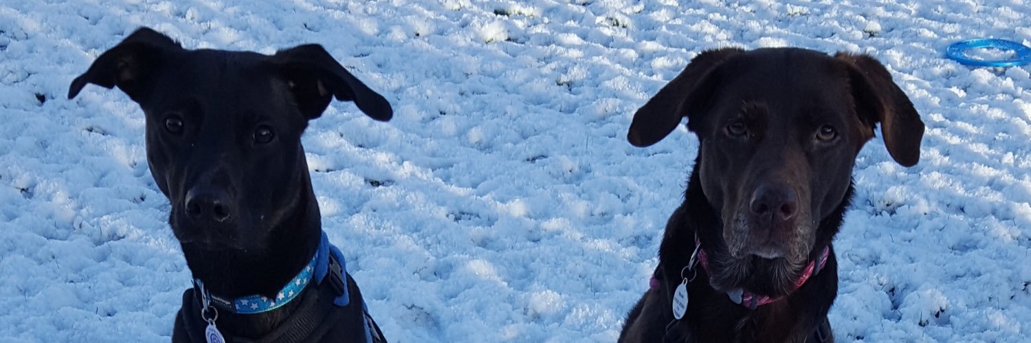 Dyanne banner