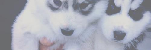 dogsofheritage's profile banner image