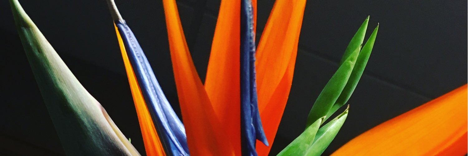 NofPPod's profile banner image