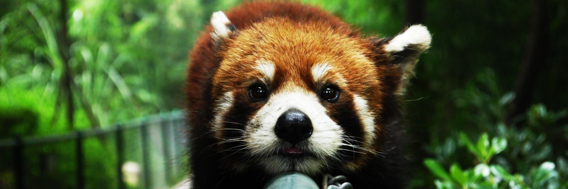 Joris Decraecker banner