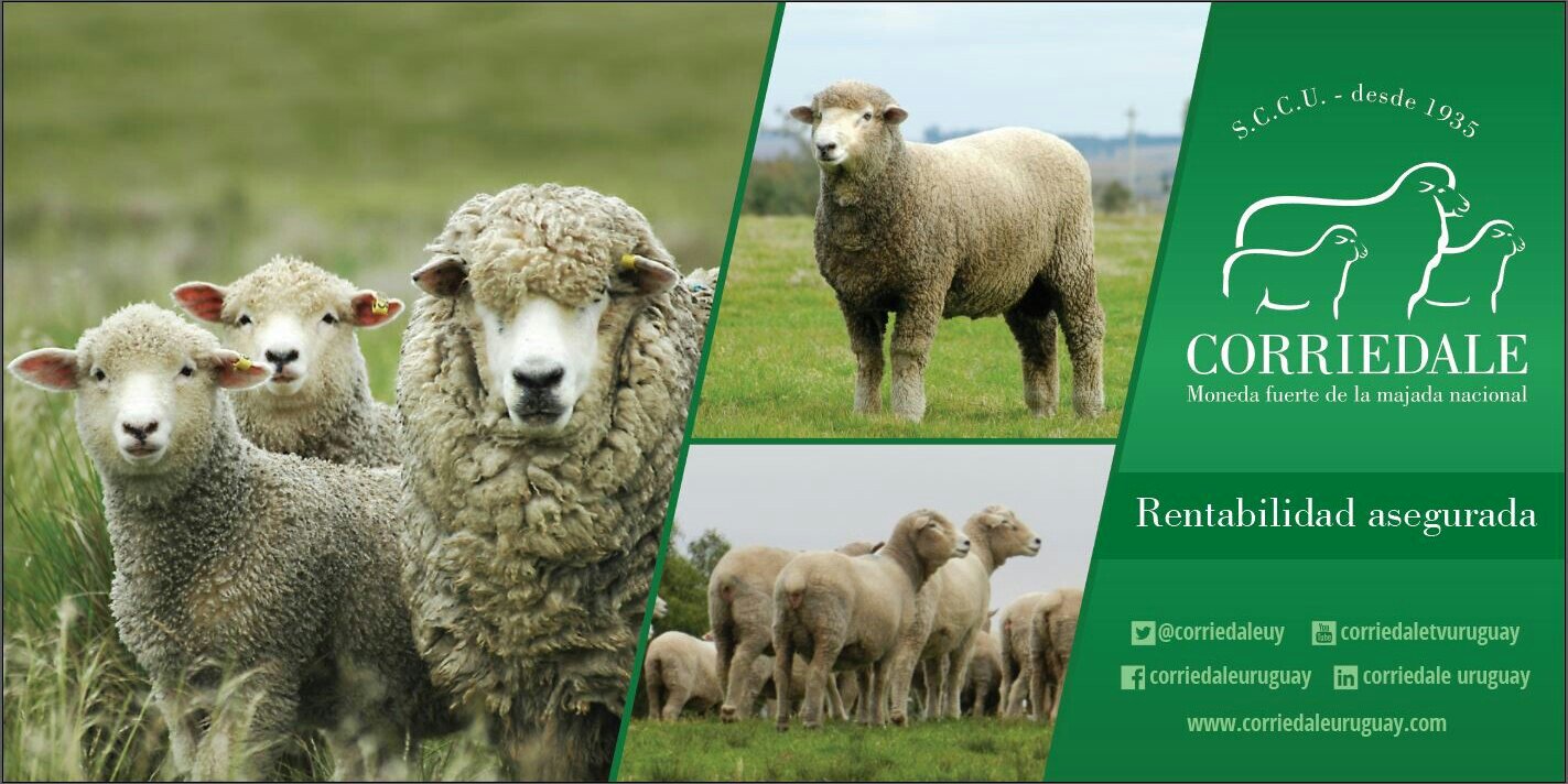 Corriedale Uruguay banner
