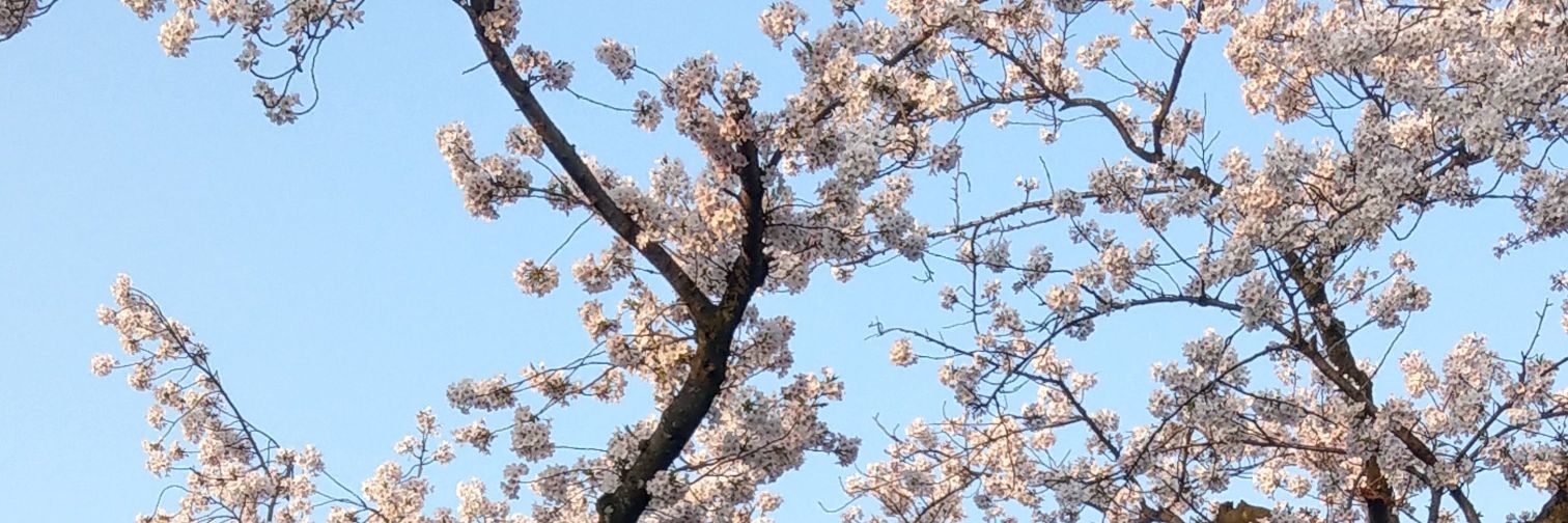 kimio29's profile banner image