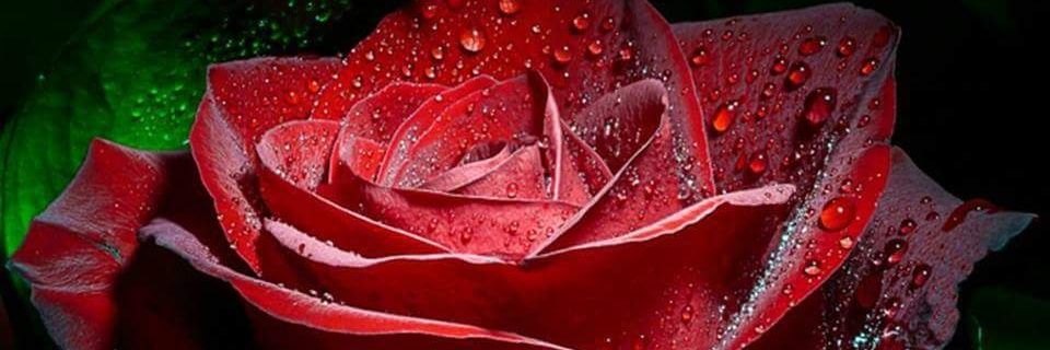 528_04's profile banner image