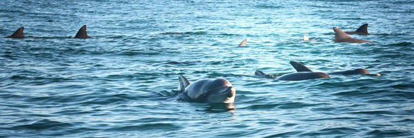 Helen Barratt 💧 🐦 🫐 🐝 🍀 🐬 🌸 🐝 🍃 🐨🌳 💦 banner