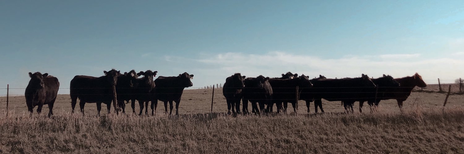 Rachel Darrah banner