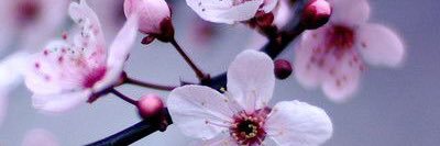 mieke137's profile banner image