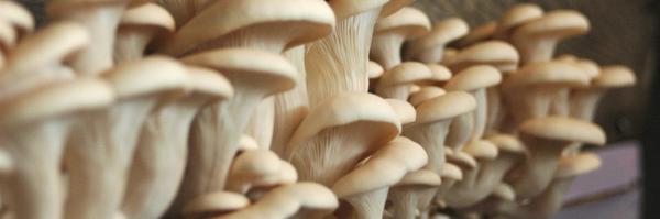 LifeCykel Profile Banner