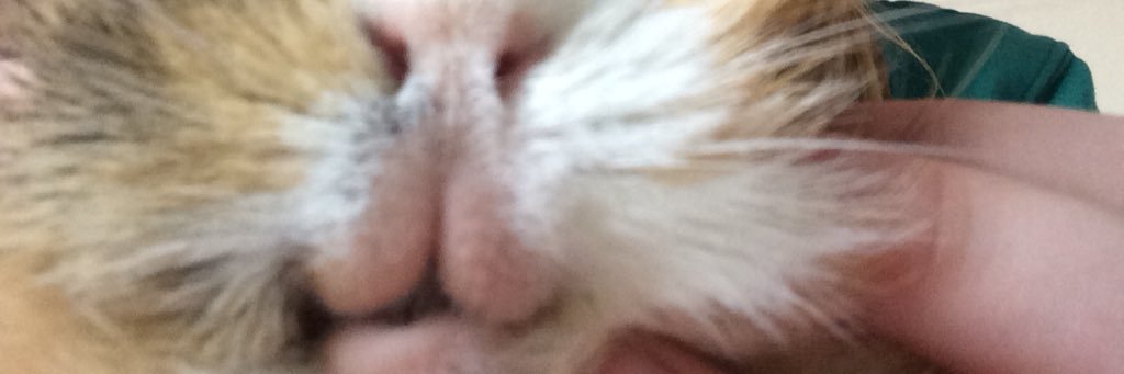 FudgeandNibbles's profile banner image