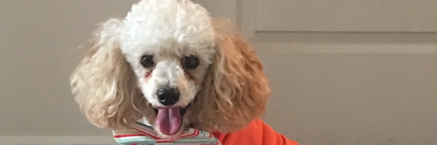 DonnaKoonce1's profile banner image