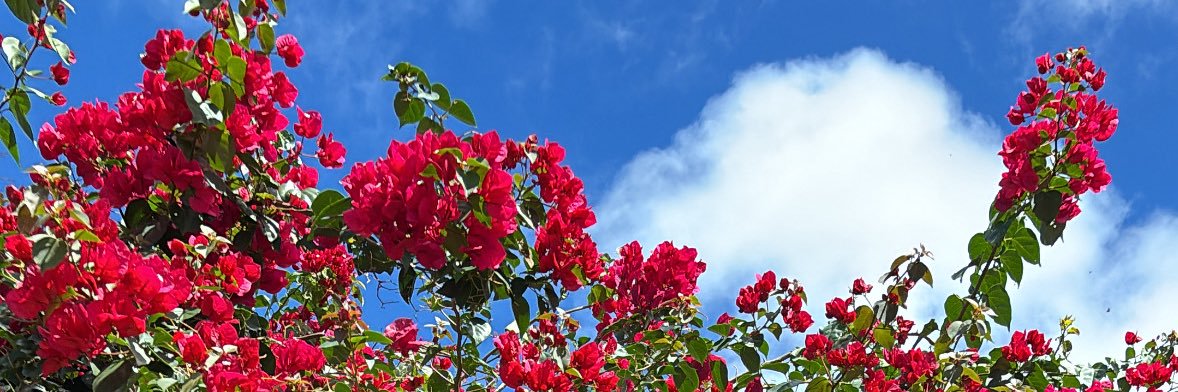 monalysafelix's profile banner image