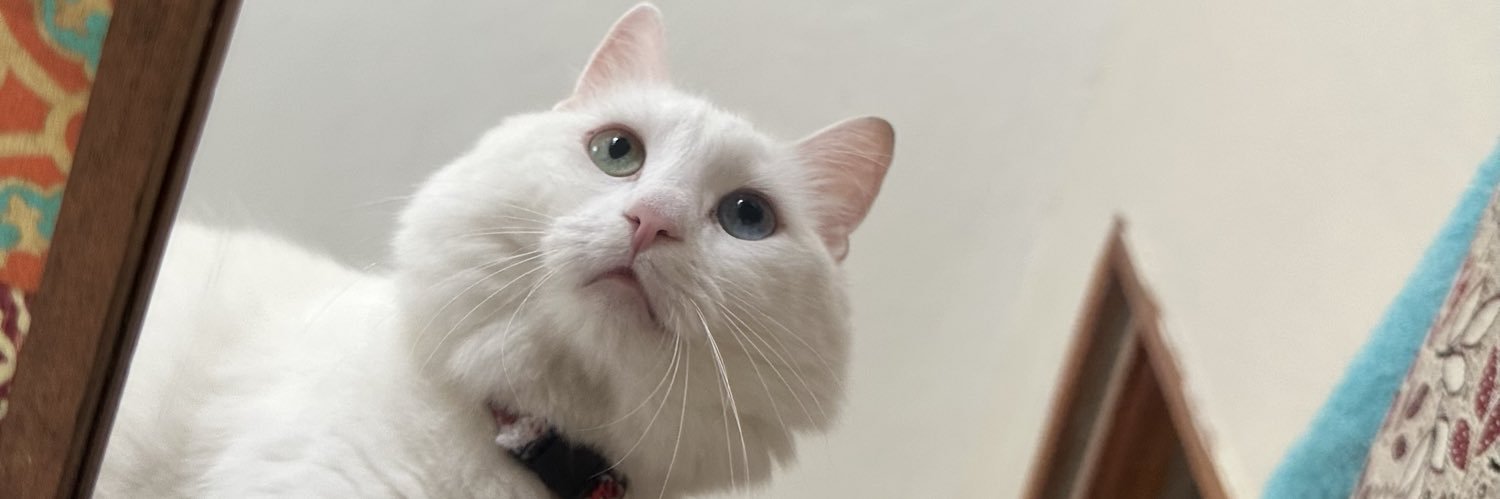 ummuhanoran's profile banner image