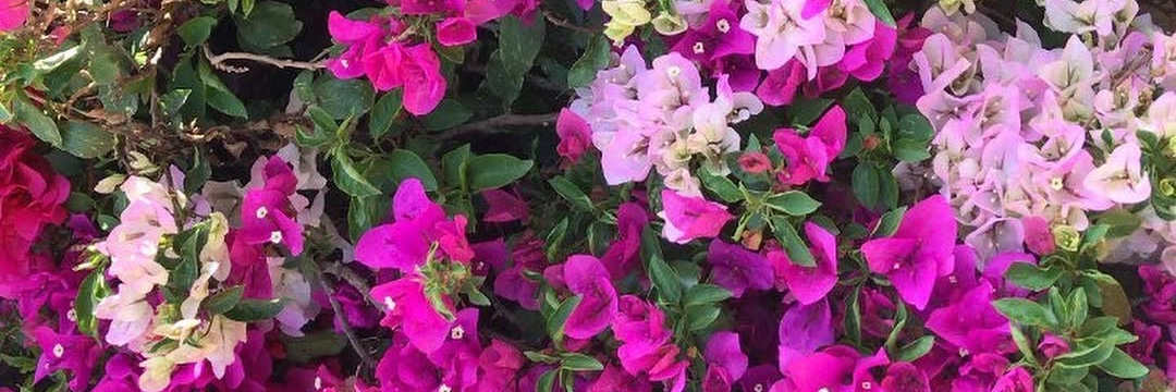 jonaz_cece's profile banner image