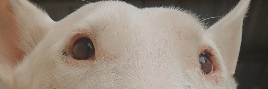 DimeloNico's profile banner image