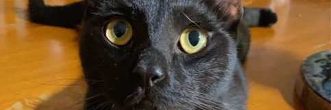 Miracle nobody banner