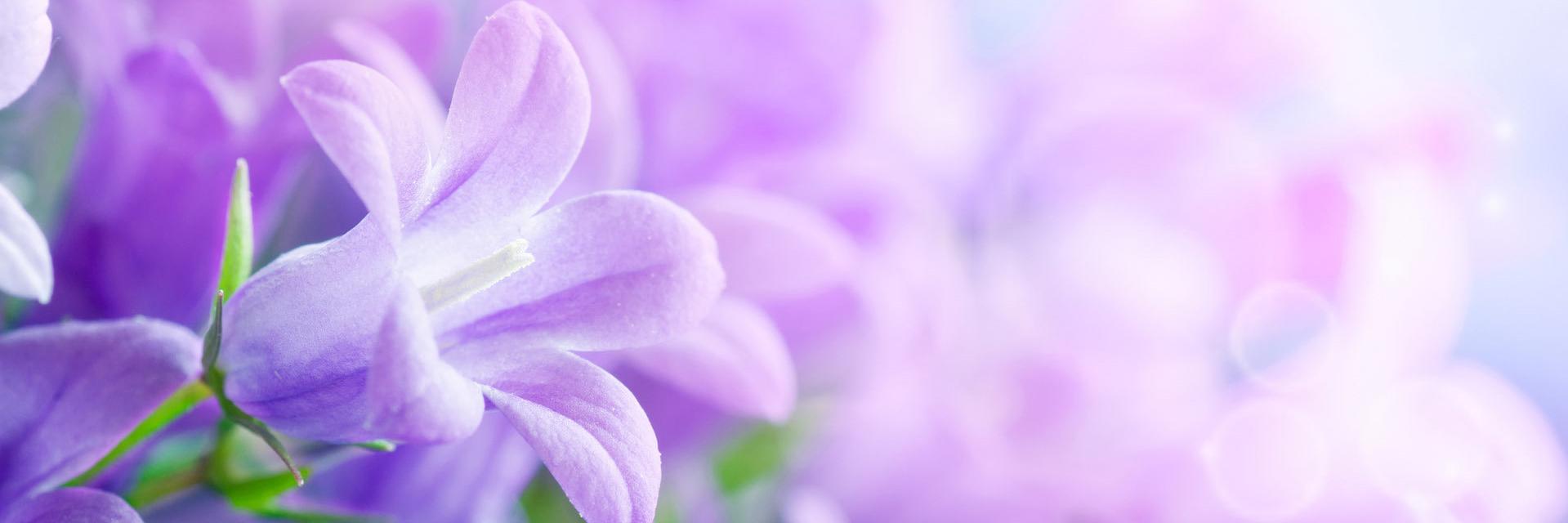 bulog's profile banner image