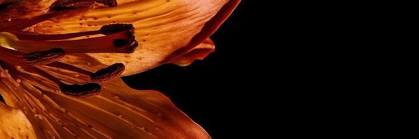 _Guillesc95's profile banner image