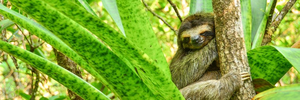 EDGE of Existence banner