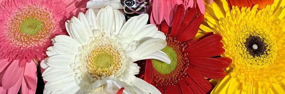 Sandy_ljz's profile banner image