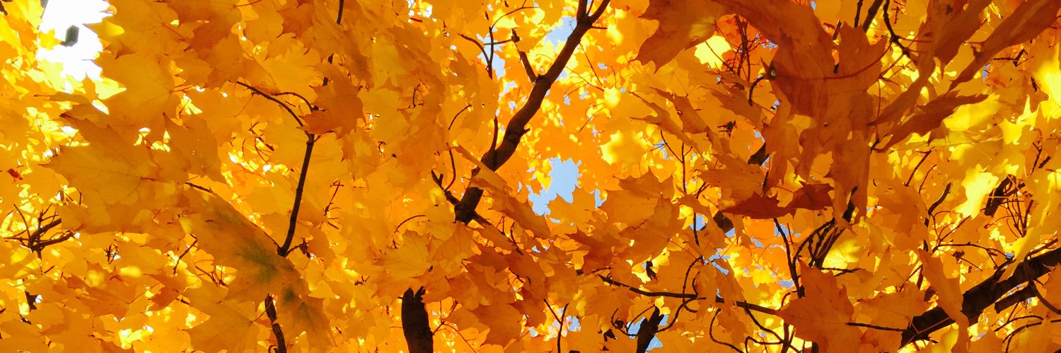 Ellen Won Steil banner