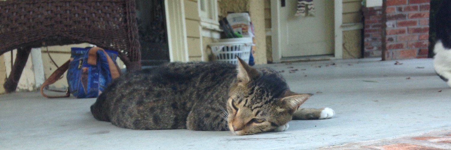 KittyKaitrin's profile banner image