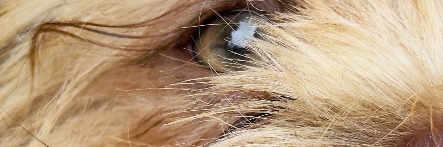 urfavjazie's profile banner image