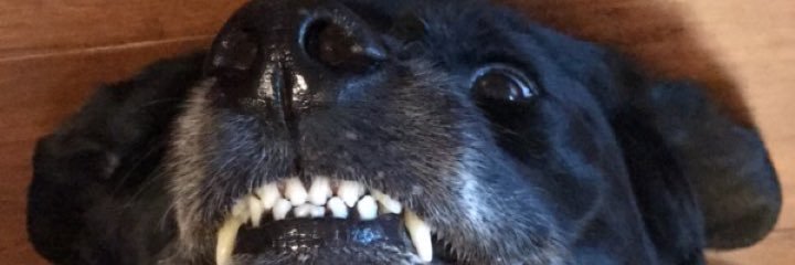 meredithsprague's profile banner image