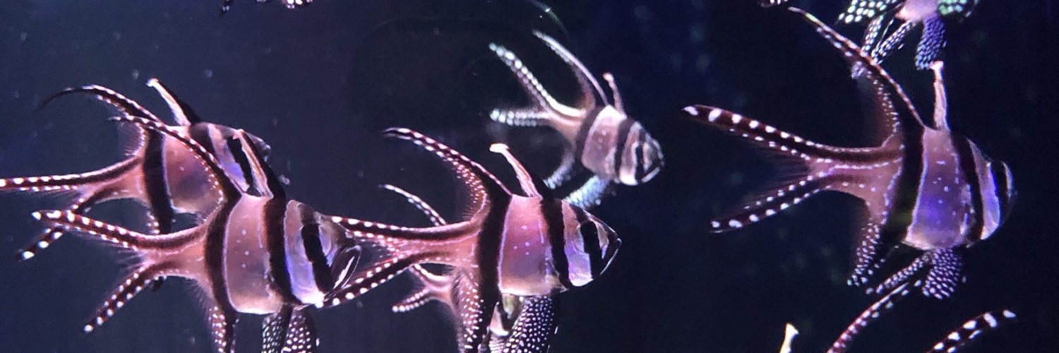 oeaumi's profile banner image