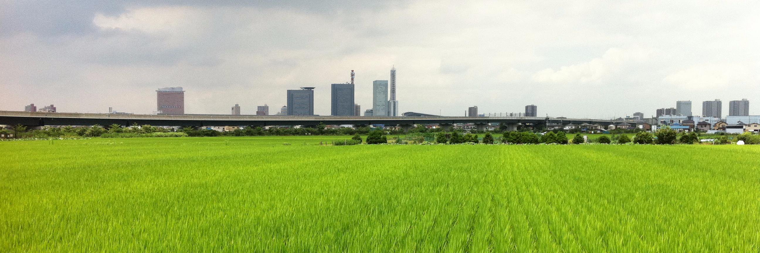 STAR PLATINUM banner