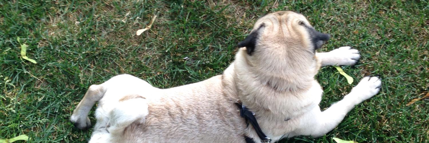 BarneyThePug1's profile banner image