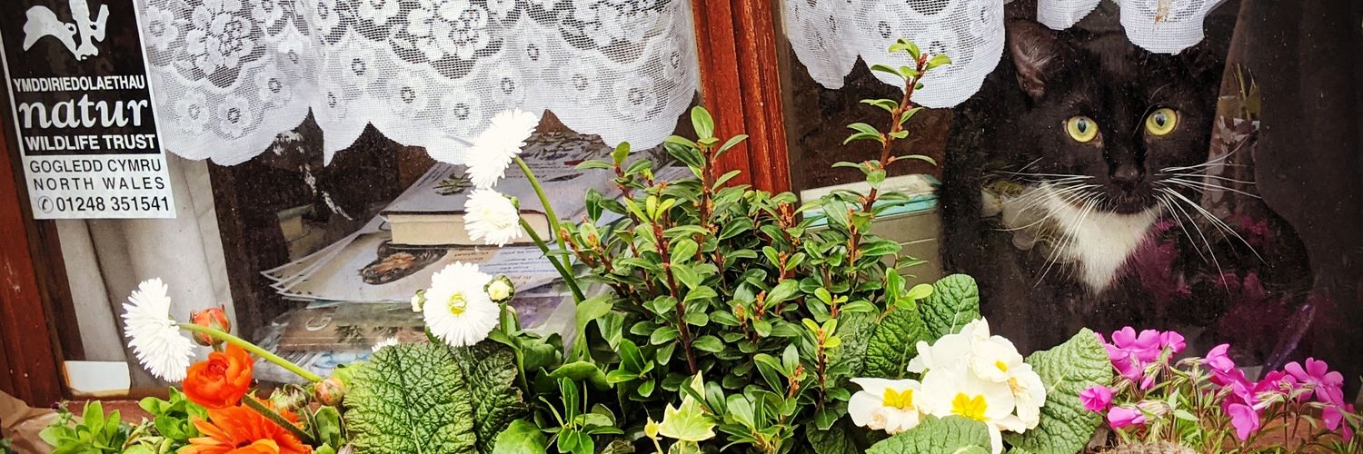 EmilyMadelineD's profile banner image