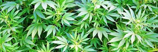 ChrisFitz420's profile banner image