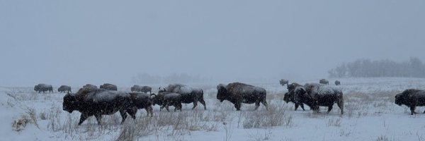 rjbisonranch Profile Banner