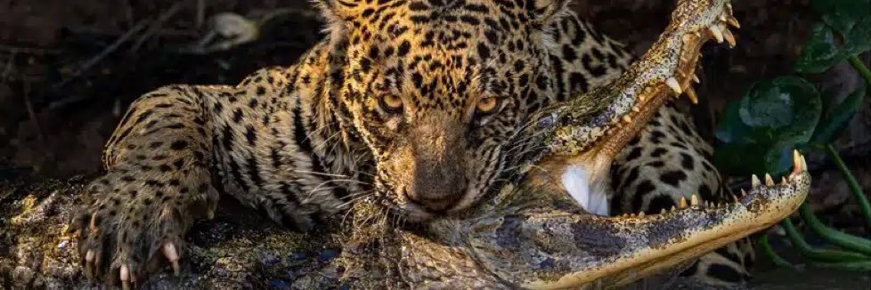 Tecno-Tenente Andryas🇪🇬🐆🇳🇵 banner