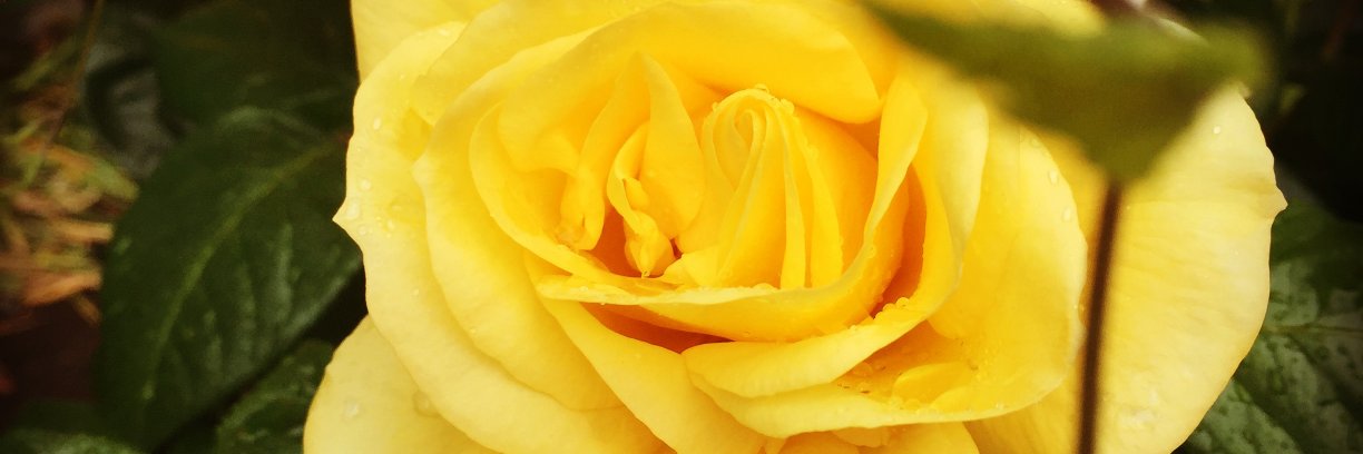AbbieBeale_'s profile banner image