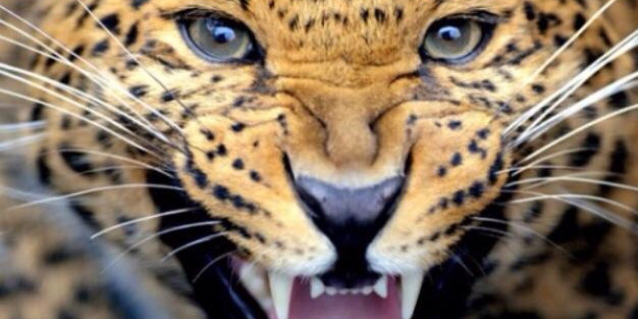 kittykattily's profile banner image