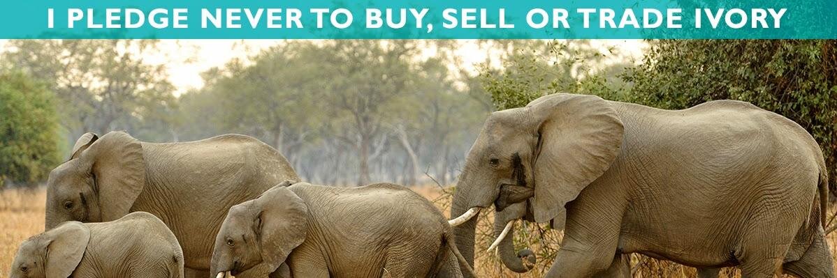 This.Is.Solar banner