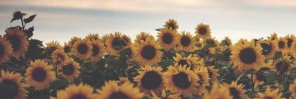 sylviamccauley's profile banner image