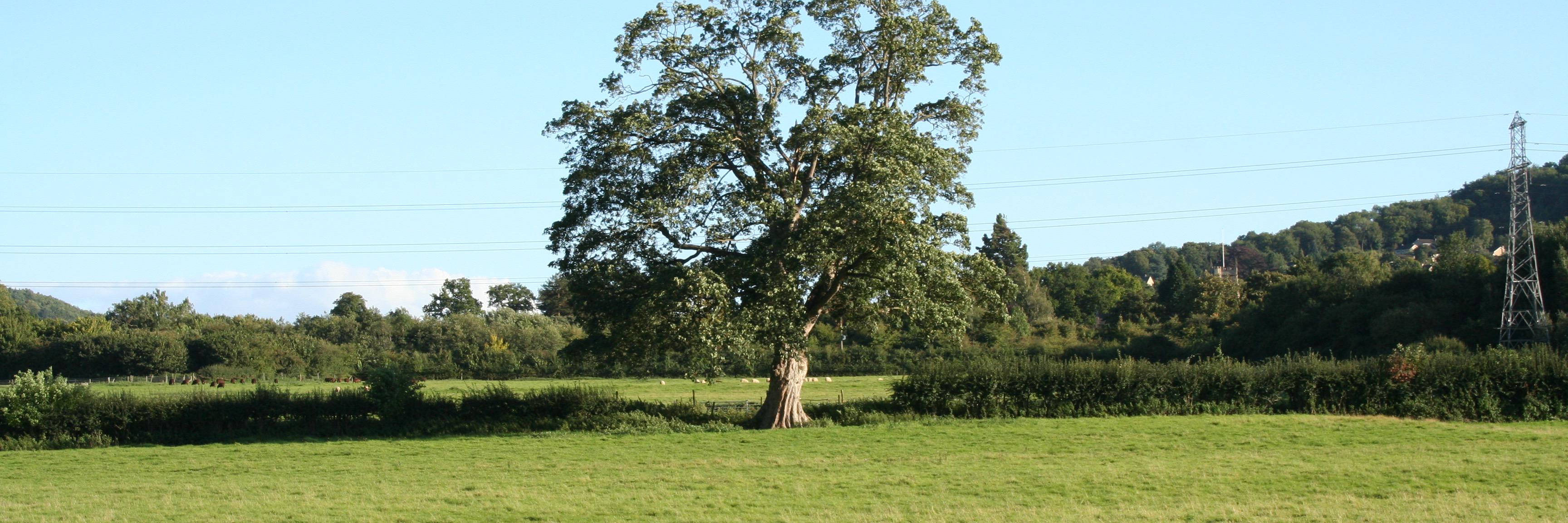bathmeadows's profile banner image