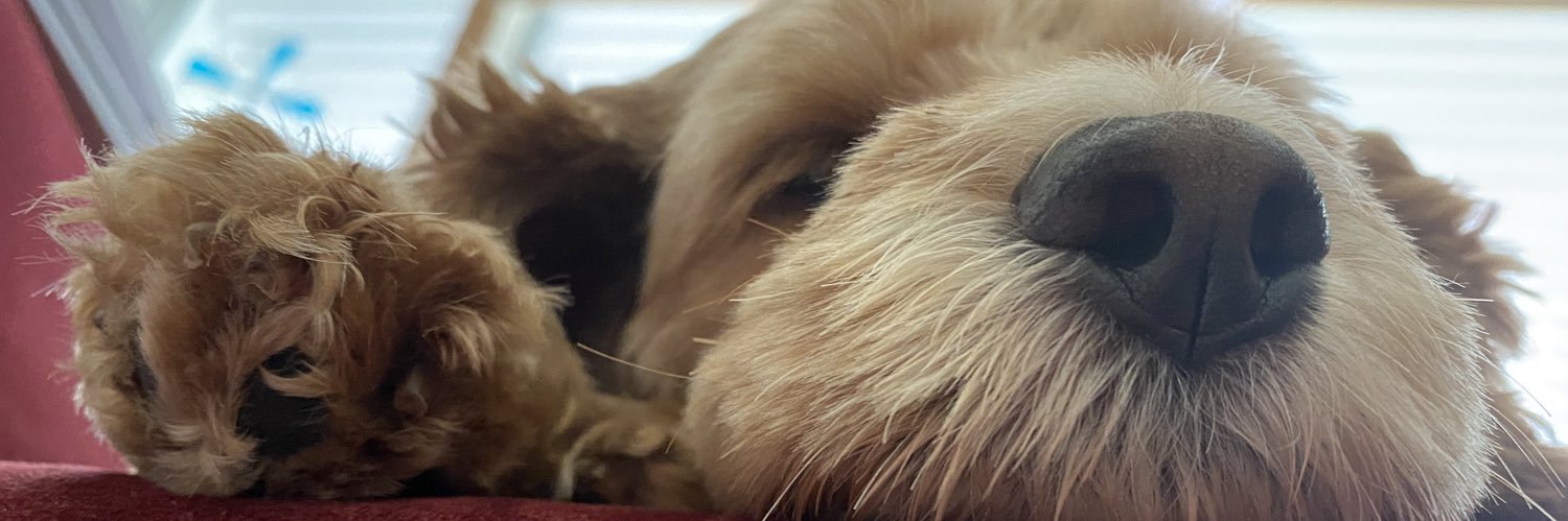 HollyLilly's profile banner image
