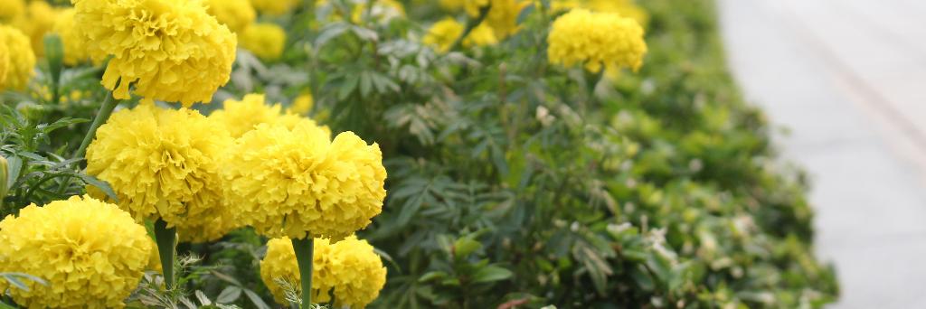 WaryBall's profile banner image