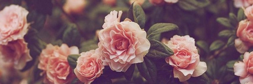 Emi3ly's profile banner image